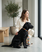True Colors Leash & Collar