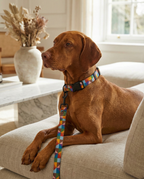 True Colors Leash & Collar