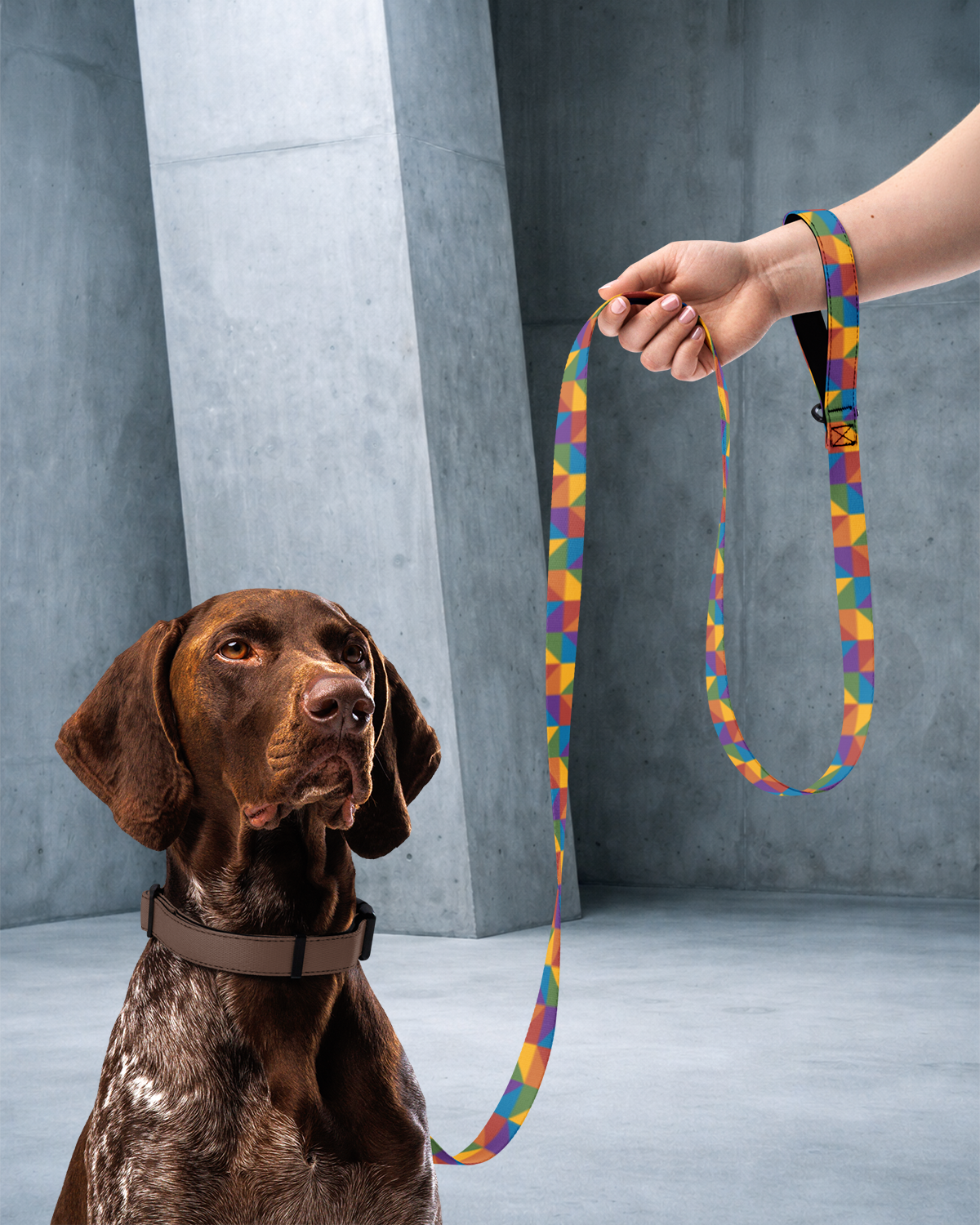 True Colors Leash & Collar