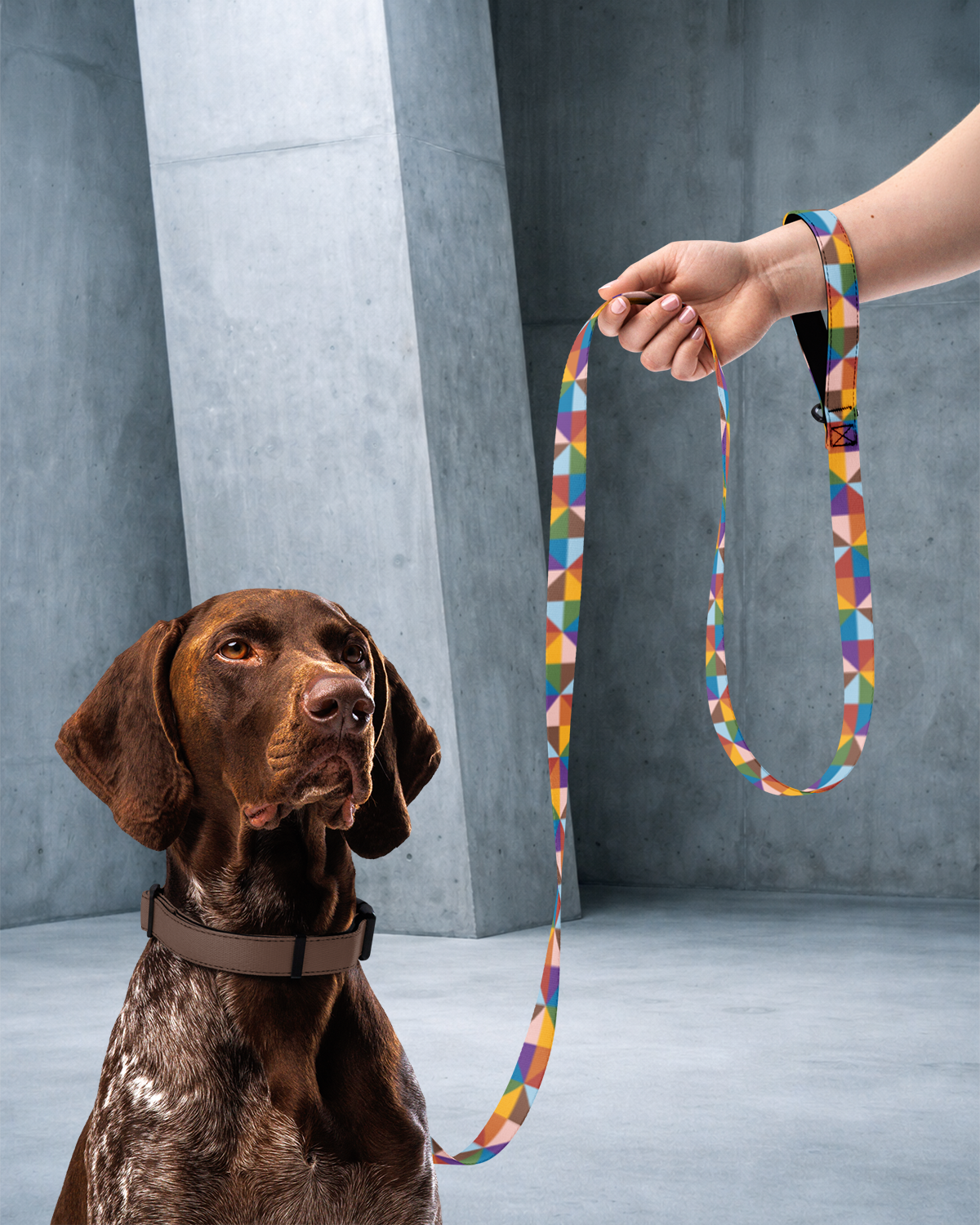 True Colors Leash & Collar