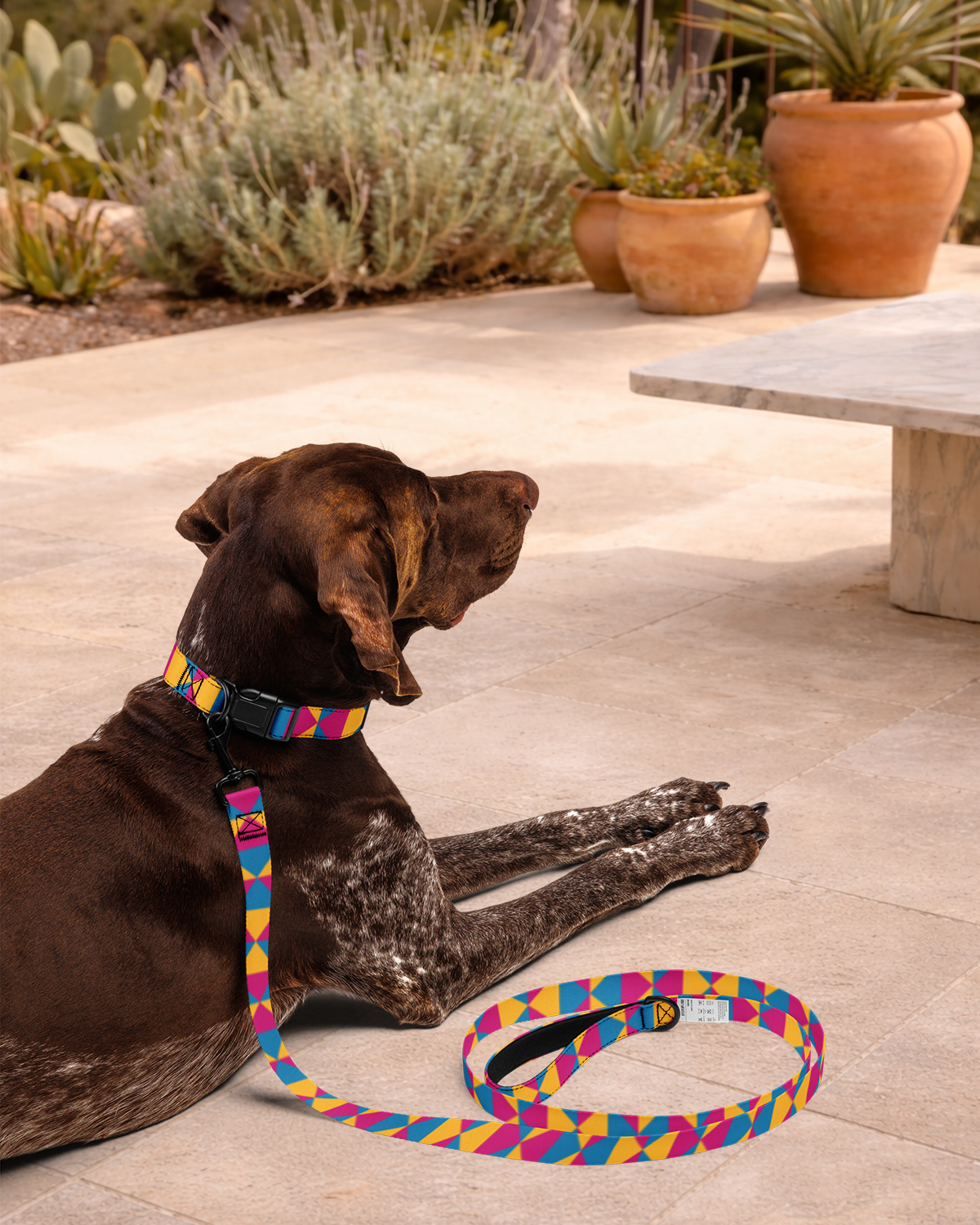 True Colors Leash & Collar
