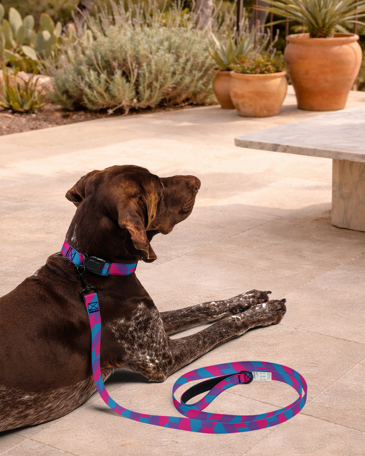 True Colors Leash & Collar