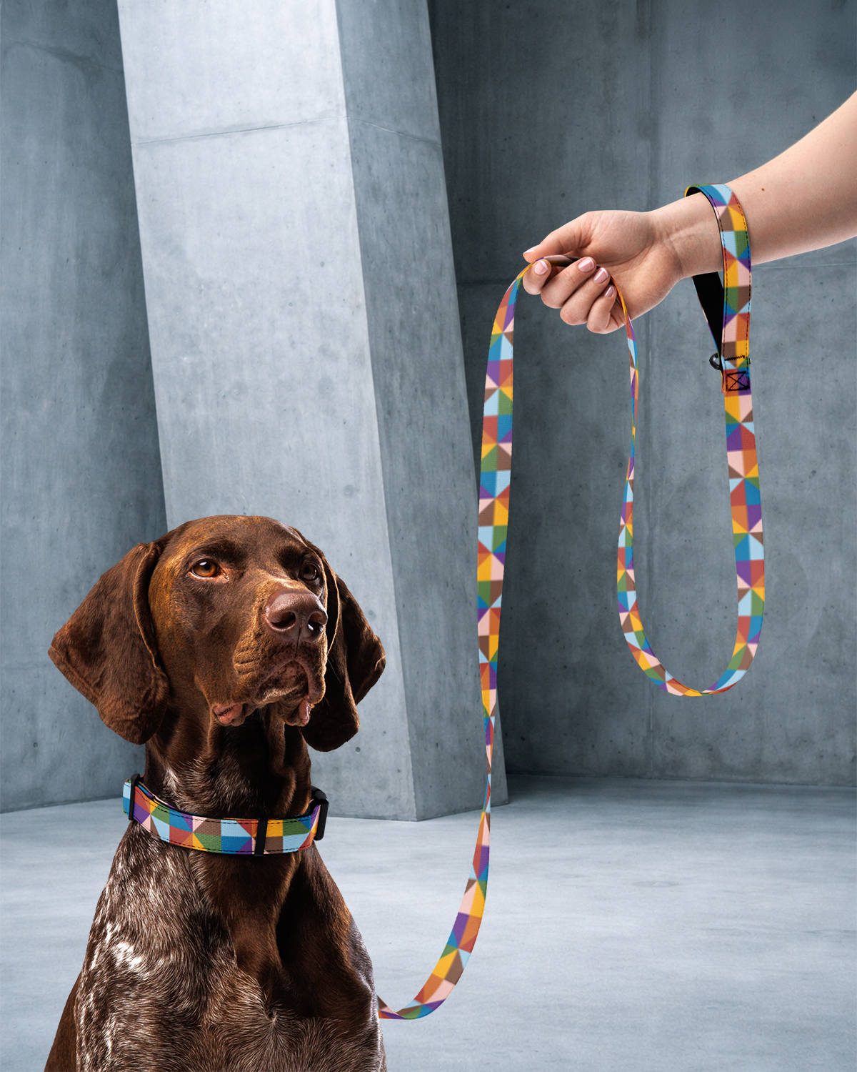 True Colors Leash & Collar