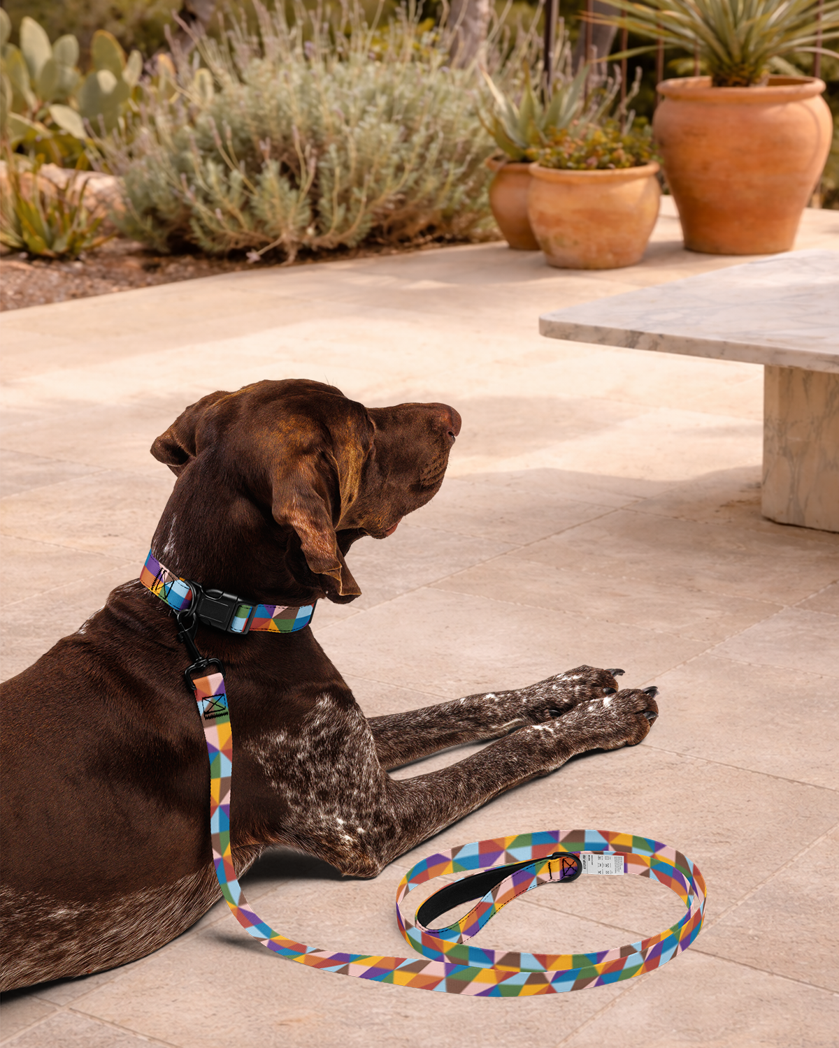 True Colors Leash & Collar